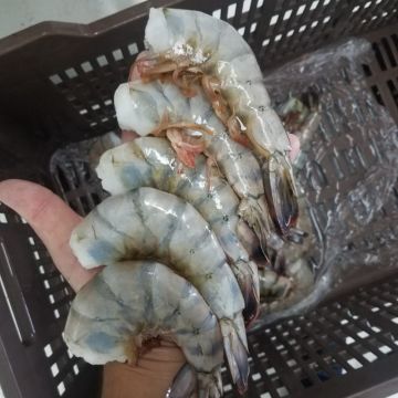 Buy Wholesale Mexico Frozen Wild Shrimp Wild Shrimp For Golf Coast U8 U10 U12 U15 Shrimp Global Sources