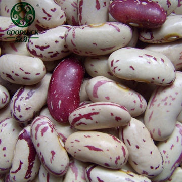White Kidney Bean in PP Bag - China White Kidney Bean, Speckled Kidney Bean