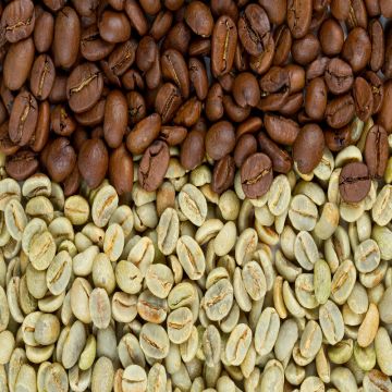 Buy Wholesale Brazil Brazil Washed Process Green Coffee Arabica Quality ...