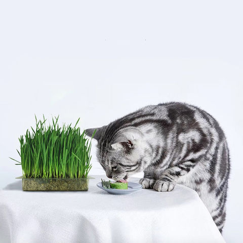 cat grass litter box