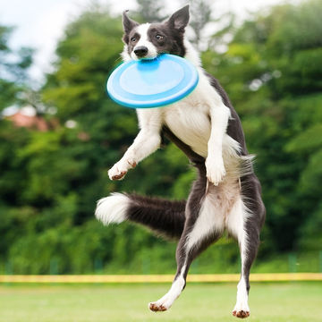 dog flying disc