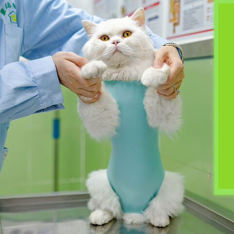 Chat VÃªtements Pour Animaux Vêtements Pour Animaux De Compagnie