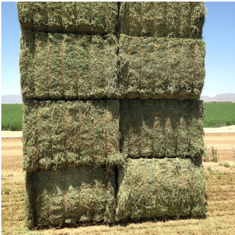 Buy Wholesale Thailand Competitive Price Mix Hay / Hay For Animal Feed For  Export From Thailand Best Selling & Hay at USD 50 | Global Sources