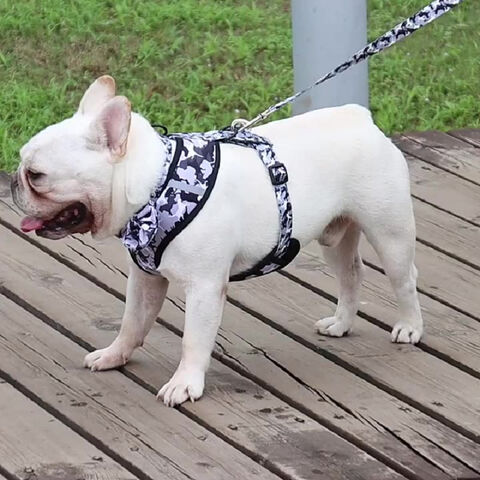 dog harness leash set