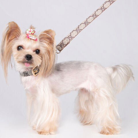 Dog Collars, Designer Pet Accessories