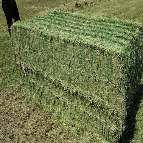 Hay alfalfa The Hay