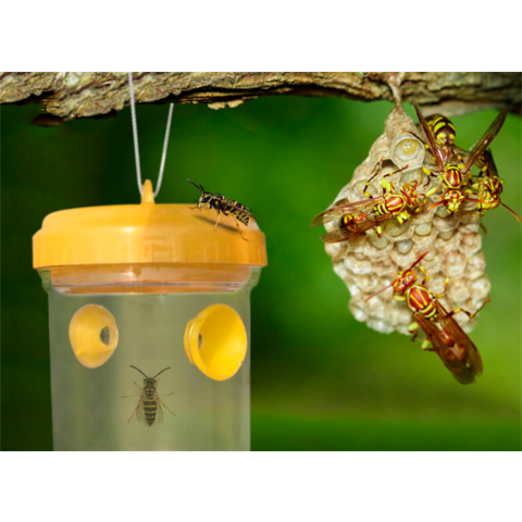 Wasp Fly Flies Bee Insects Hanging Trap Catcher Killer No Poison Or Chemical