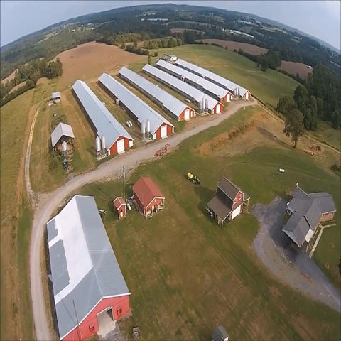 Compre Granja Avícola Prefabricada De La Casa De Pollo De La Estructura De  Acero De La Nueva Luz Barata Del Diseño Que Construye En Venta y Casa De  Pollo De La Estructura