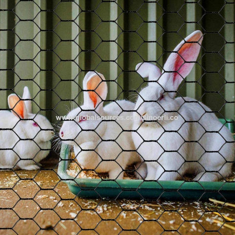 Buy Wholesale China Stainless steel wire meshwire mesh for rabbit ...