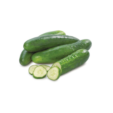 Buy Wholesale Canada Fresh Cucumber/ Fresh Vegetable Cucumber Organic  Wholesale High Quality Healthy Fresh Cucumber & Fresh Cucumber at USD 150