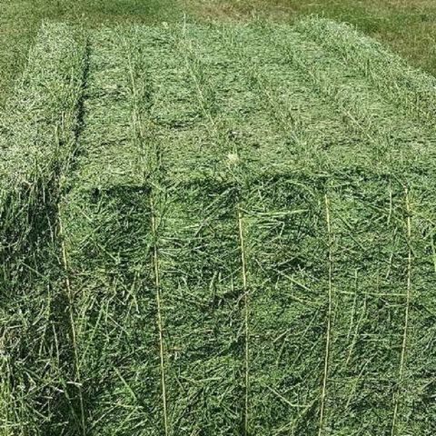 Ready Stock Alfalfa Hay / Alfalfa Baled For Export, wholesale suppliers ...