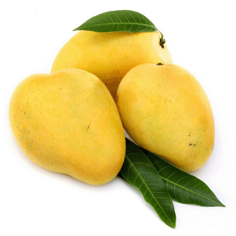 Buy Wholesale Belgium Premium Fresh Tommy Atkins Mango & Fresh Mango at ...