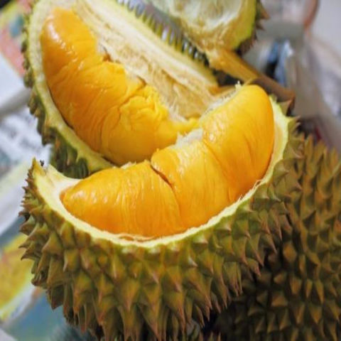 Buy Wholesale United States Fresh Durian Fruit / Best Quality Fresh ...