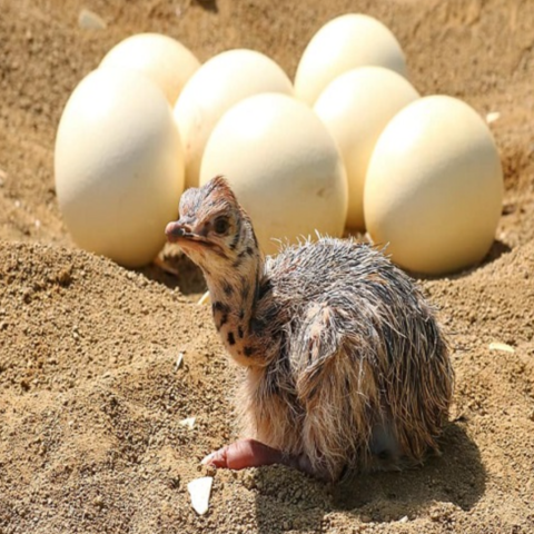 Buy Wholesale United Kingdom Buy Ostrich Chicks , Fertilized Eggs,red ...