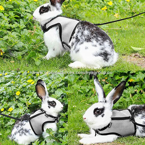 rabbit leash kmart