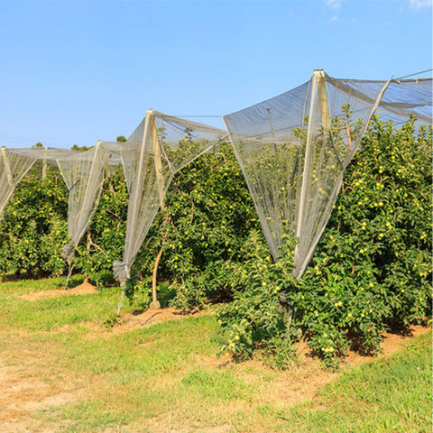 Filet protection pour arbre fruitier et cultures