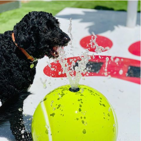 Water spray shop dog training