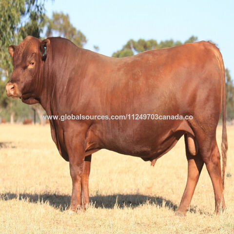 Buy Wholesale Canada Purebred Black And Red Angus Bulls For Sale ...