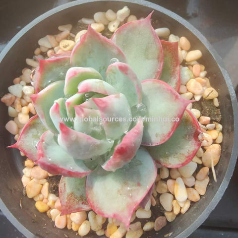 Outdoor & Gardening Echeveria Amabile Rare Succulents Plants Succulents & Cacti etna.com.pe