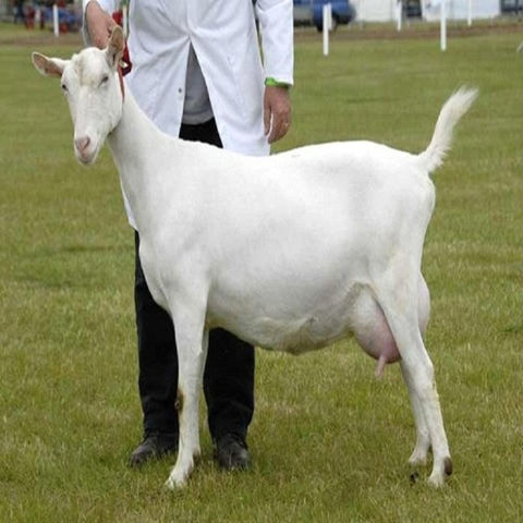 Buy Wholesale United Kingdom Saanen Goat For Sale & Saanen Goat at USD ...