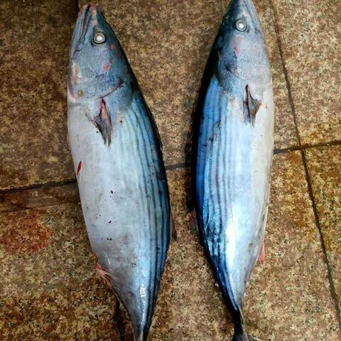 bonito fish for sale near me