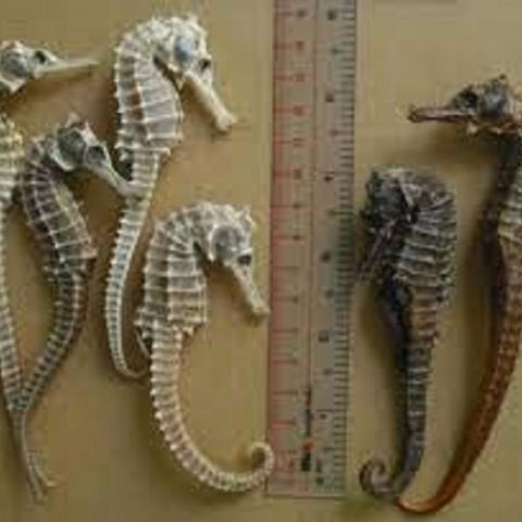 Buy Wholesale United Kingdom Cheap Dry seahorse in bulk & Clean Dry ...