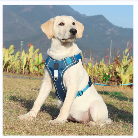 Buy Wholesale China Strong Durable Oxford Fabric Training Pet Harness ...