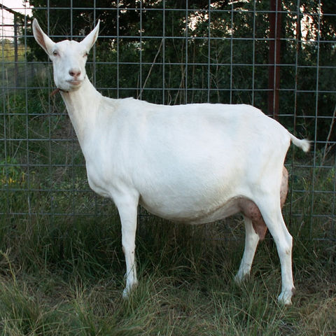 Buy Wholesale Canada Saanen Goats & Saanen Goats at USD 40 | Global Sources