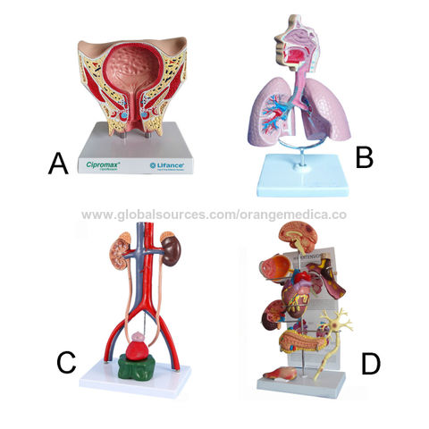 Buy Wholesale China Anatomical Model Of Human Organs & Anatomical Model ...