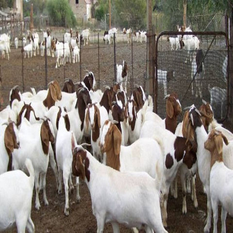Buy Wholesale United States 100% Full Blood LIVE Boer Goats Saanen ...