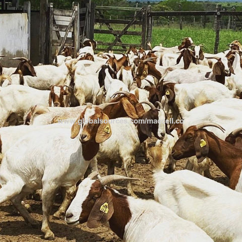 Buy Wholesale United Kingdom 100% Live Boer Goats,kalahari Goats ...