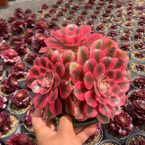 succulent kit Open Succulent terrarium - DIY kit main image 1