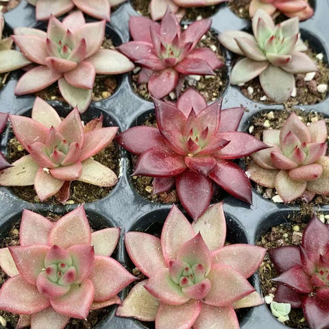 Buy Wholesale China Echeveria Agavoides 'romeo' & Echeveria Honey Pink ...