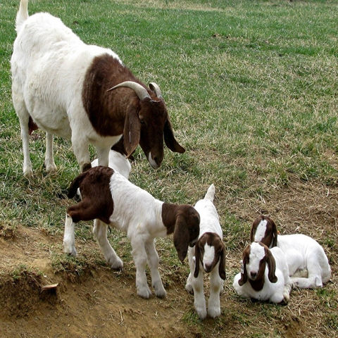Buy Wholesale Canada Full Blood Live Boer Goats / Pureblood Mature Boar ...