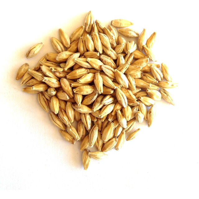 Grains d'Orge Biologique en Gros for sale at factory direct price