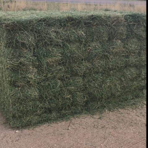 Buy Wholesale United States Natural Cattle Feed Alfalfa Hay Animal Feed For  Sale & Hay at USD 90 | Global Sources
