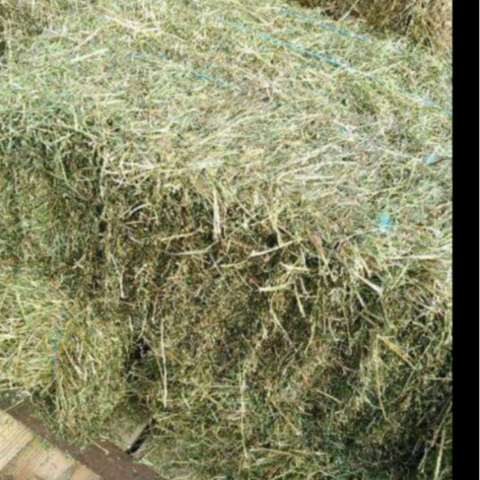 Buy Wholesale United States Top Quality Animal Feed Alfafa Hay For ...