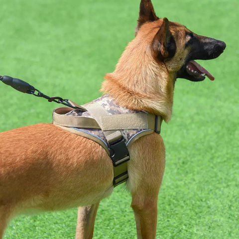 Belgian malinois outlet military harness