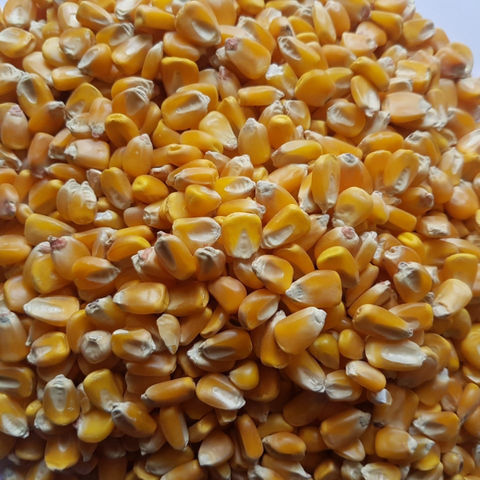 Buy Wholesale South Africa Yellow Corn/ Yellow Corn For Human ...