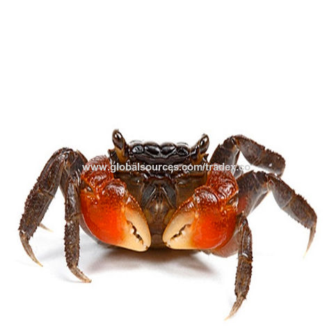 Buy Wholesale United States Wholesale Highest Quality Seafood Mud Crab ...