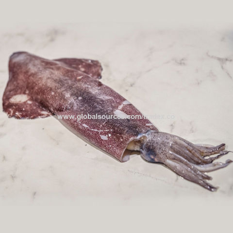 Purchase Delicious, Fresh cuttlefish importer in Bulk 