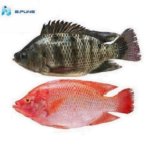 Wholesale Bulk Raw Tilapia Fillet Fish ,jiangsu Import