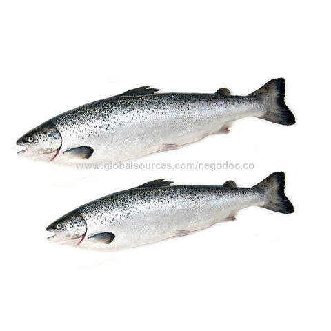Norwegian Wholesale Fresh Fish Exporters