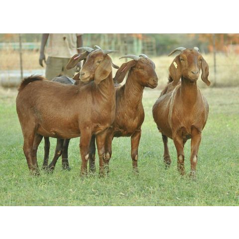 Buy Wholesale Germany Live Kalahari Red Goats / Live Kalahari Goats 100 ...