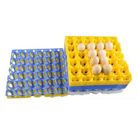 Huevos de pollo fertilizados/Cobb 500 for sale at factory direct price