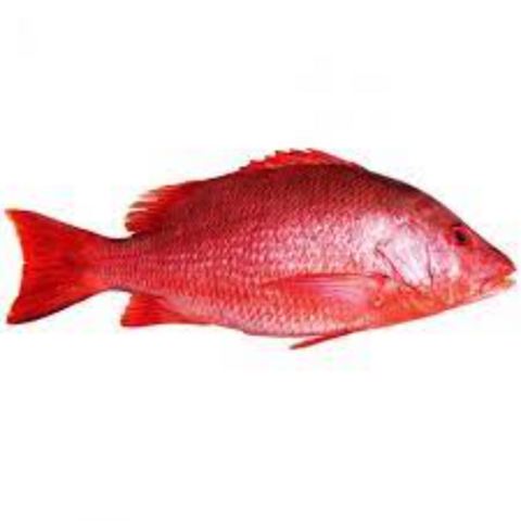 Buy Wholesale United States Fresh And Frozen Red Snapper Fish & Red ...