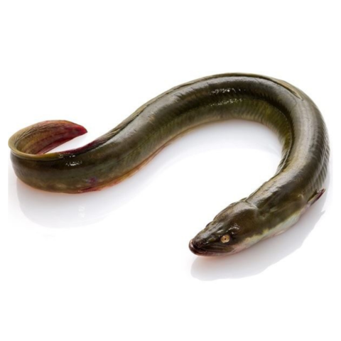 Buy Wholesale Canada Live Eel Fish/ Glass Eel & Glass Eels at USD 600 ...