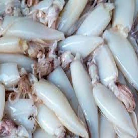 Buy Wholesale United States Frozen Squid Frozen Squid At USD 400   Frozen Squid 