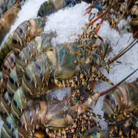 Buy Wholesale United States Fresh Frozen Lobster Fresh Frozen Lobster   Fresh Frozen Lobster 