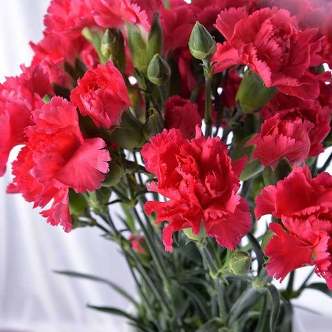 Pink Carnations - Farm Direct Fresh Cut Flowers - 100 Stems 